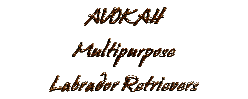 Avokah Labradors