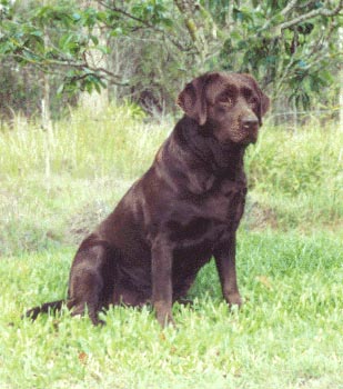 Ch Gamefield Laureate (imp NZ)
